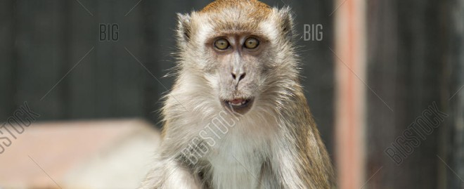  Adorable Pet Monkey for Sale: Your New Best Friend Awaits!