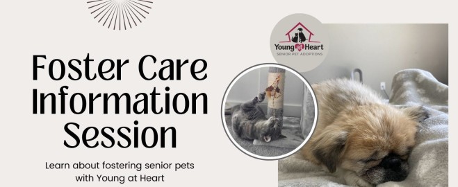 Elder Pet Care Fort Collins: Compassionate Services for Your Senior Furry Friends